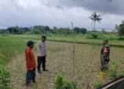 Bhabinkamtibmas Kawal Langsung Ketahanan Pangan di Dusun Nyiur Gading