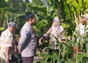 Jagung Jadi Andalan Banyumulek untuk Stabilkan Pangan Lokal