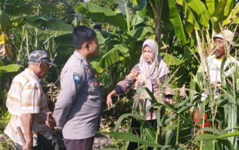 Jagung Jadi Andalan Banyumulek untuk Stabilkan Pangan Lokal
