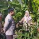 Ketahanan Pangan Banyumulek: Sinergi Bhabinkamtibmas dan PPL di Lahan Jagung
