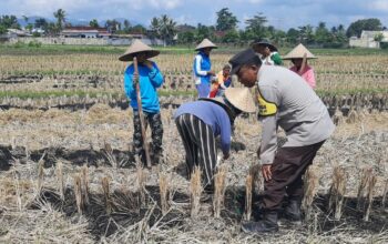 Ketahanan Pangan Dimulai dari Desa: Langkah Humanis Bhabinkamtibmas Montong Are