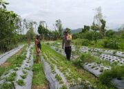 Bhabinkamtibmas Batulayar Dampingi Warga Panen Cabai, Dorong Pangan Mandiri dari Pekarangan