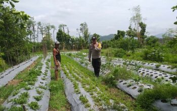 Bhabinkamtibmas Batulayar Dampingi Warga Panen Cabai, Dorong Pangan Mandiri dari Pekarangan