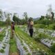 Polisi Bantu Petani di Kuripan Garap Lahan Kosong untuk Tanaman Pangan