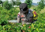 Bhabinkamtibmas Kuripan Utara Dampingi Petani Panen Cabai, Dukung Ketahanan Pangan