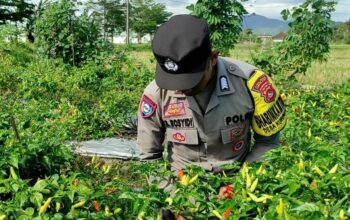Bhabinkamtibmas Kuripan Utara Dampingi Petani Panen Cabai, Dukung Ketahanan Pangan