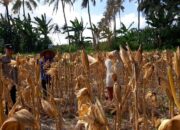 Bhabinkamtibmas Tempos Dampingi Panen Jagung, Wujud Nyata Dukung Ketahanan Pangan