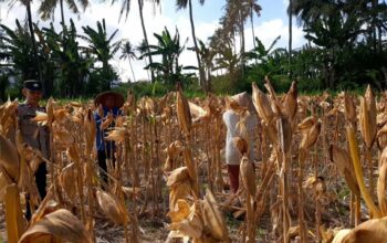 Bhabinkamtibmas Tempos Dampingi Panen Jagung, Wujud Nyata Dukung Ketahanan Pangan