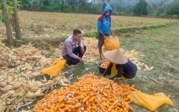 Sinergi Polri dan Petani Jagung di Eyat Mayang, Lembar