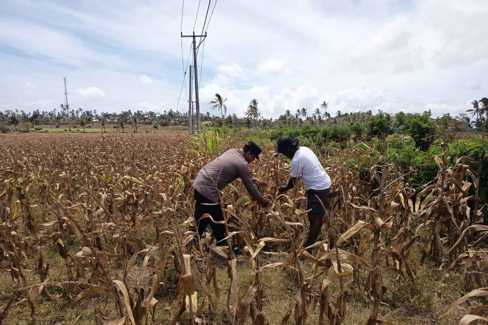 Polri Dampingi Petani Kedaro Sinergi Ketahanan Pangan di Lombok Barat