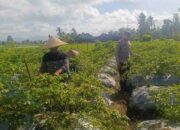 Polri Dampingi Petani Panen Cabai di Kuripan Utara, Dukung Ketahanan Pangan Lokal