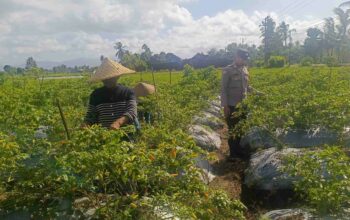 Polri Dampingi Petani Panen Cabai di Kuripan Utara, Dukung Ketahanan Pangan Lokal