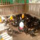 Petani di Kuripan Didorong Polri Manfaatkan Pekarangan untuk Pangan