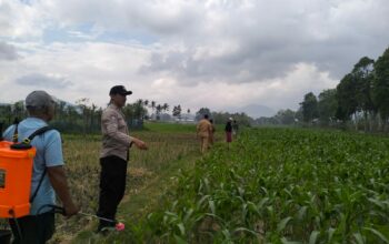 Polisi dan Petani di Lelede Bersatu Atasi Serangan Hama Jagung