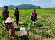 Polsek Kuripan Dukung Ketahanan Pangan Lewat Patroli di Lahan Jagung