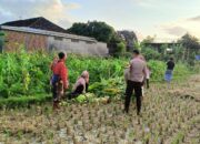 Polsek Kuripan Dukung Ketahanan Pangan di Dusun Pelulan Lewat Sosialisasi ke Petani Jagung