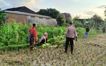 Polsek Kuripan Dukung Ketahanan Pangan di Dusun Pelulan Lewat Sosialisasi ke Petani Jagung