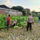 Kunjungi Sentra Jagung Manis, Polsek Kuripan Dukung Kedaulatan Pangan Lokal