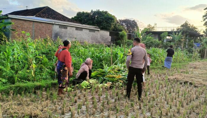 Ketahanan Pangan Jadi Fokus Polsek Kuripan di Dusun Kumbung Barat