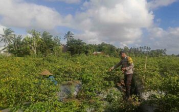 Sinergi Polri dan Warga Dusun Pelulan Wujudkan Ketahanan Pangan Keluarga