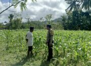 Polri di Tengah Petani Jagung: DDS Bangun Ketahanan Pangan Sekotong