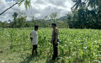 Polri di Tengah Petani Jagung: DDS Bangun Ketahanan Pangan Sekotong