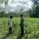 Peran Aktif Bhabinkamtibmas Sekotong Dalam Dukung Swasembada Jagung