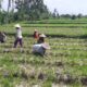 Polsek Kediri Gandeng Petani Montong Are Tingkatkan Produksi Pertanian