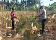 Panen Jagung di Dusun Lilin, Polsek Gerung Perkuat Sinergi dengan Petani