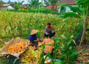 Polisi Sambangi Petani Jagung di Eyat Mayang Lembar, Dorong Ketahanan Pangan Lokal