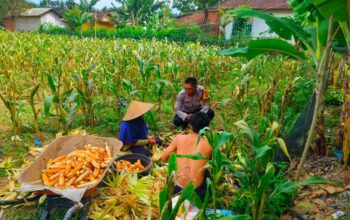 Polisi Sambangi Petani Jagung di Eyat Mayang Lembar, Dorong Ketahanan Pangan Lokal
