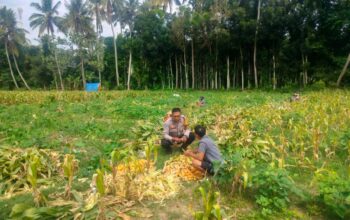 Polsek Lembar Dukung Ketahanan Pangan, Bhabinkamtibmas Eyat Mayang Dampingi Petani Jagung
