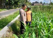Kepolisian Kediri Bina Petani Jagung Gelogor, Perkuat Ekonomi dan Pangan Lokal