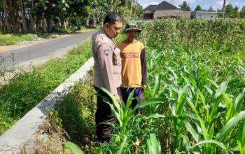 Kepolisian Kediri Bina Petani Jagung Gelogor, Perkuat Ekonomi dan Pangan Lokal