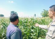 Polri Hadir untuk Pangan: Petani Desa Labuapi Didukung Tanam Jagung di Lahan Kosong