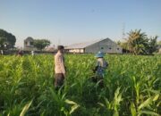 Sinergi Polisi dan Petani Desa Kuranji Dalang Dukung Program Ketahanan Pangan Nasional
