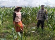 Polsek Labuapi Bangun Kesadaran Pangan Mandiri di Karang Kebon
