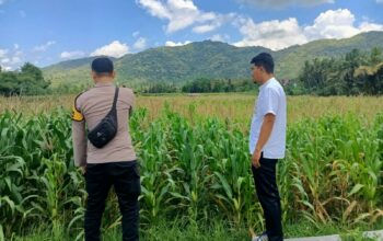 Pendampingan Petani Jagung oleh Polsek Kuripan, Dorong Ketahanan Pangan Lombok Barat