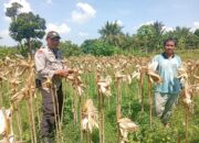 Situasi Desa Merembu Kondusif, Polisi Ajak Warga Fokus pada Kemandirian Pangan
