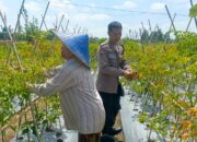 Dari Pekarangan Jadi Pangan: Inisiatif Bhabinkamtibmas Perampuan di Karang Bayan