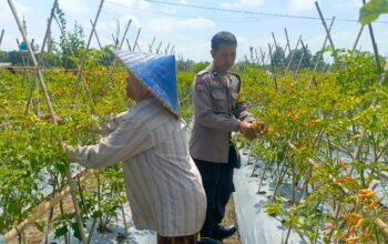 Dari Pekarangan Jadi Pangan: Inisiatif Bhabinkamtibmas Perampuan di Karang Bayan