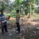 Ketahanan Pangan Keluarga: Bhabinkamtibmas Sekotong Galakkan Tanam Jagung di Pekarangan