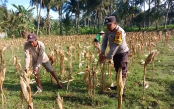 Polisi Bantu Petani Jagung Giri Tembesi Pastikan Distribusi Aman