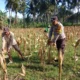 Polisi Bantu Petani Jagung Giri Tembesi Pastikan Distribusi Aman