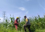 Tanpa Kendala Pupuk, Petani Jagung di Lombok Barat Semakin Optimis