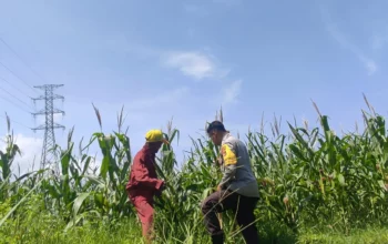 Tanpa Kendala Pupuk, Petani Jagung di Lombok Barat Semakin Optimis