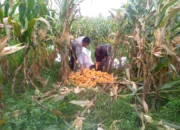 Sinergi Polri dan Warga Desa Jagaraga Bangun Kemandirian Pangan