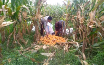 Sinergi Polri dan Warga Desa Jagaraga Bangun Kemandirian Pangan