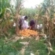 Semangat Baru Petani Jagaraga, Didorong Bhabinkamtibmas Polri