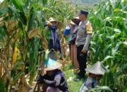 Bhabinkamtibmas Kawal Panen Jagung, Petani Babussalam Tersenyum Lega